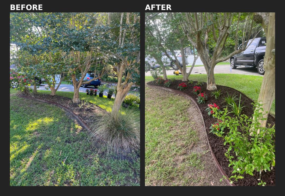 Napoli Lane — crape myrtle bed before and after