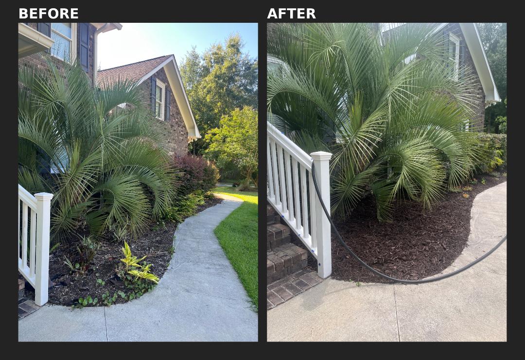 Napoli Lane — palm entry bed before and after